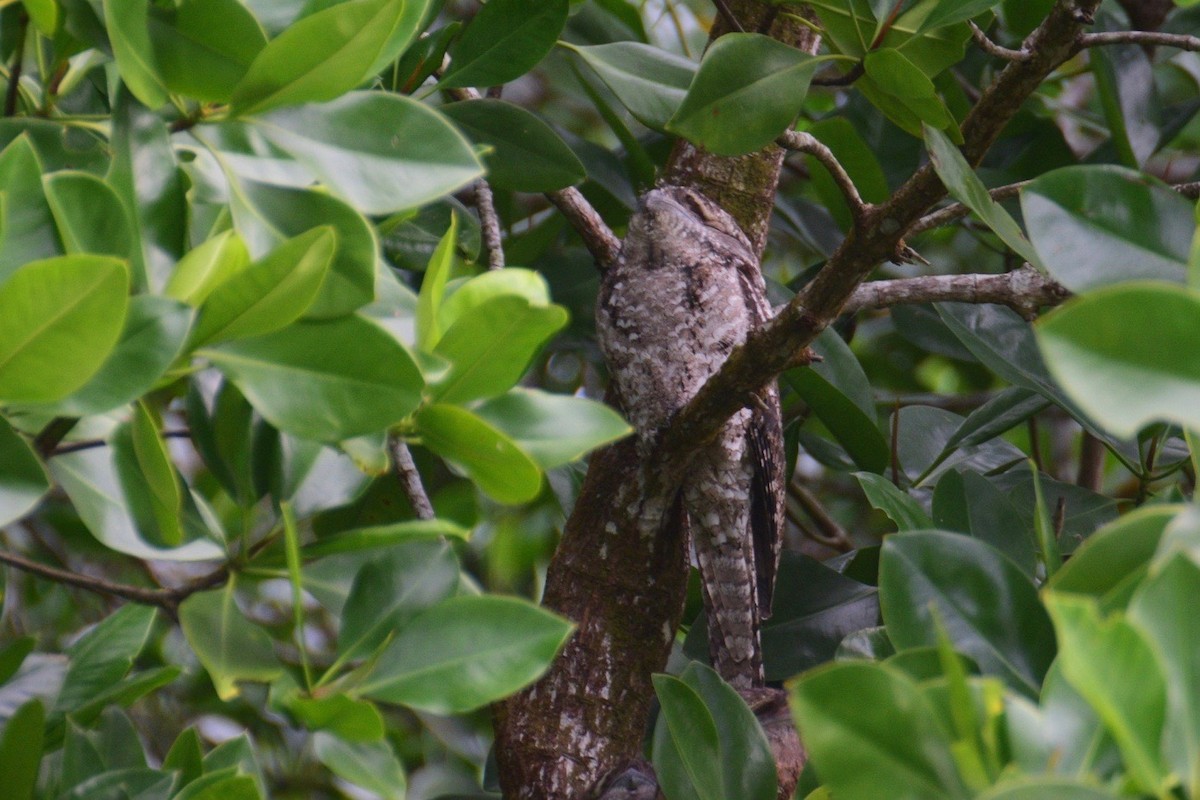 Papuan Frogmouth - ML244075561