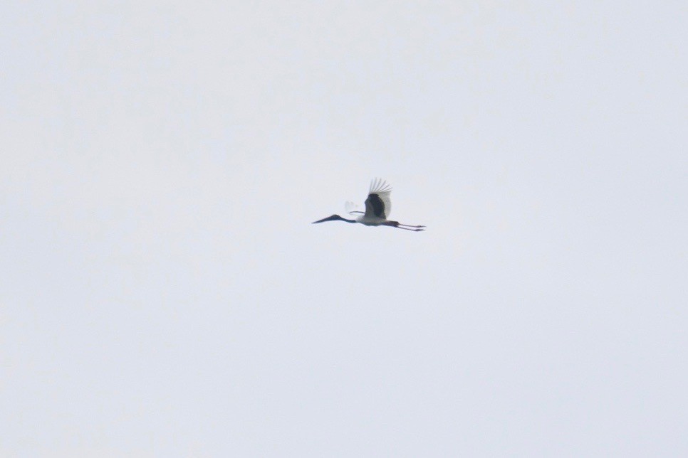 Black-necked Stork - ML244076011
