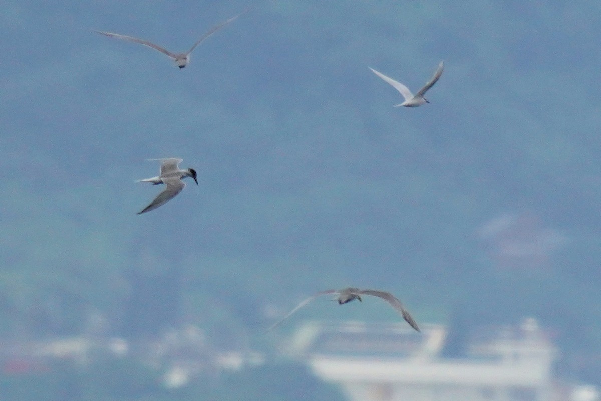 Common Tern - ML244076081