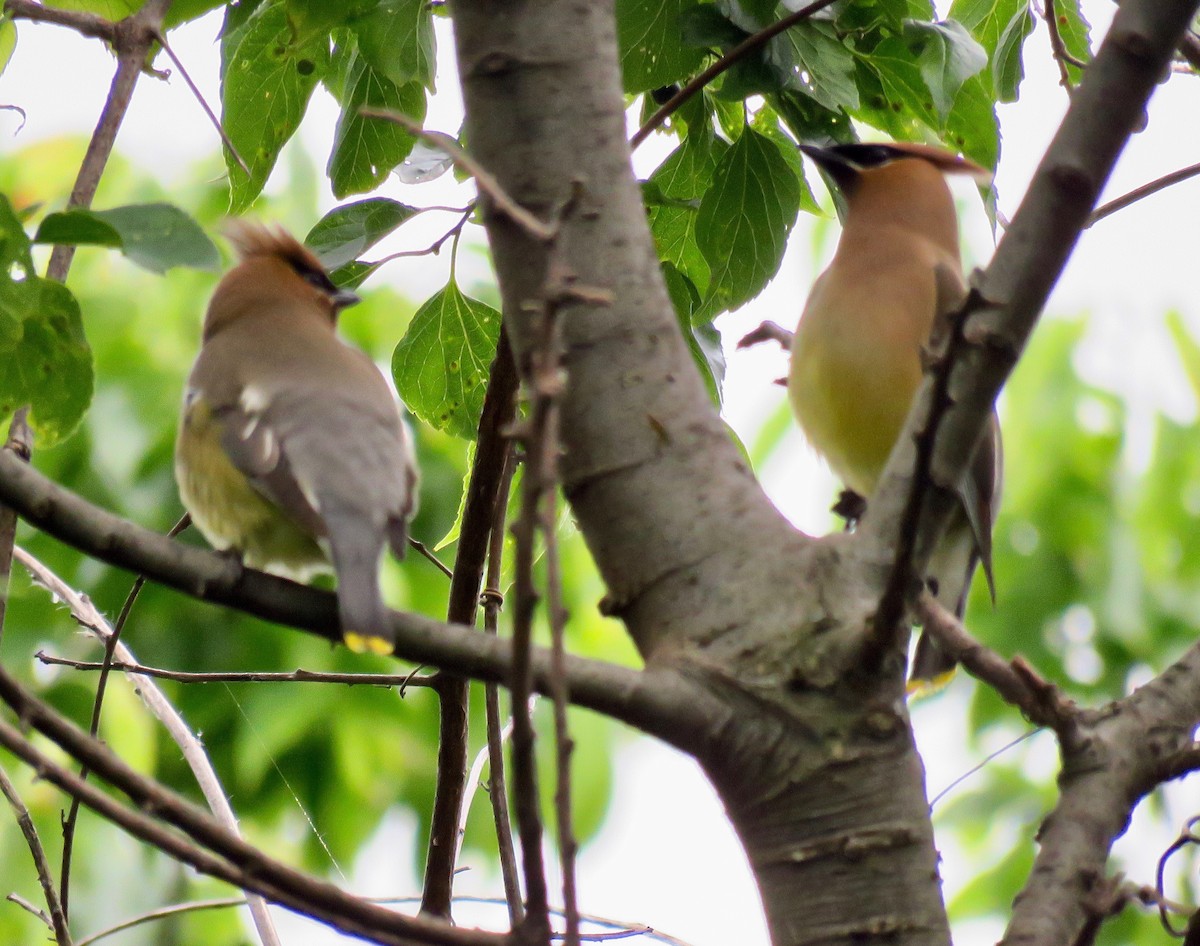 Cedar Waxwing - ML244076791