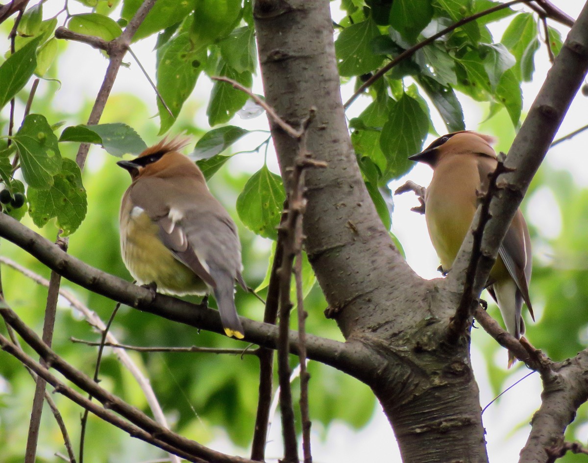 Cedar Waxwing - ML244076801