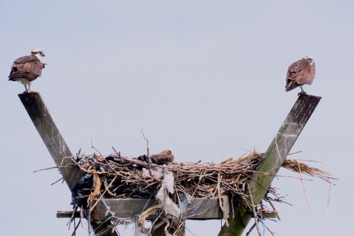 Загасч явлаг - ML244077111