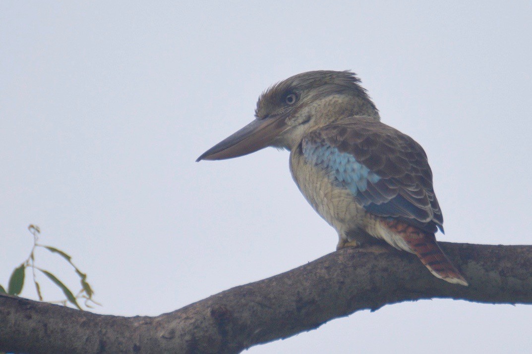 Blue-winged Kookaburra - ML244077141