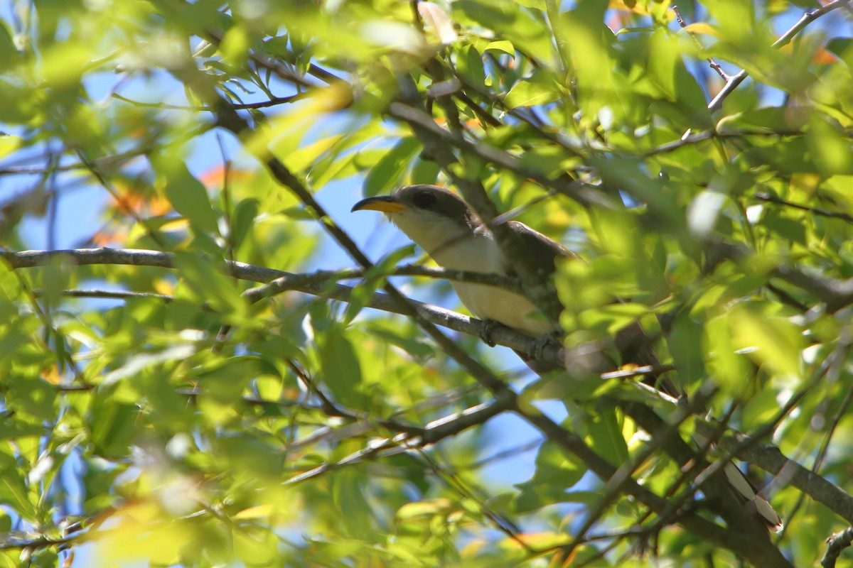 Yellow-billed Cuckoo - ML244077681