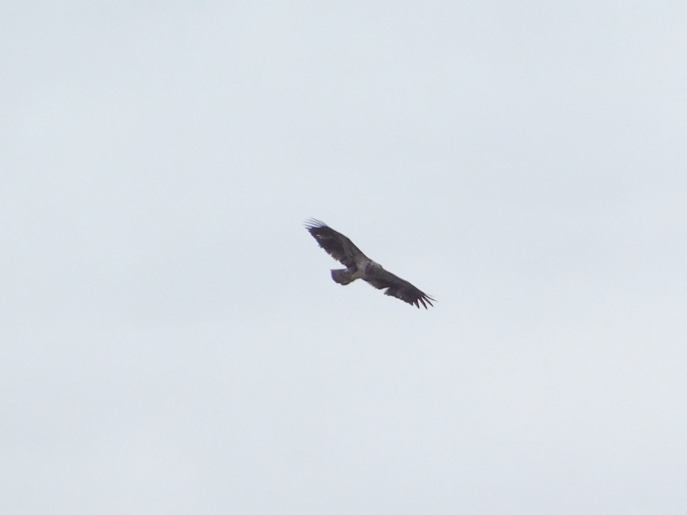 Bald Eagle - ML24407831