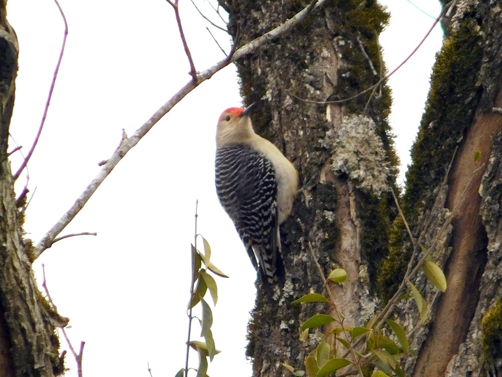 Red-bellied Woodpecker - ML24407951
