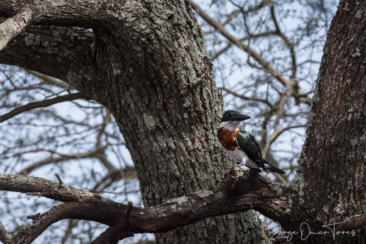 Amazon Kingfisher - ML244079841