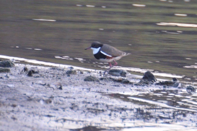 Red-kneed Dotterel - Ben  Lucking