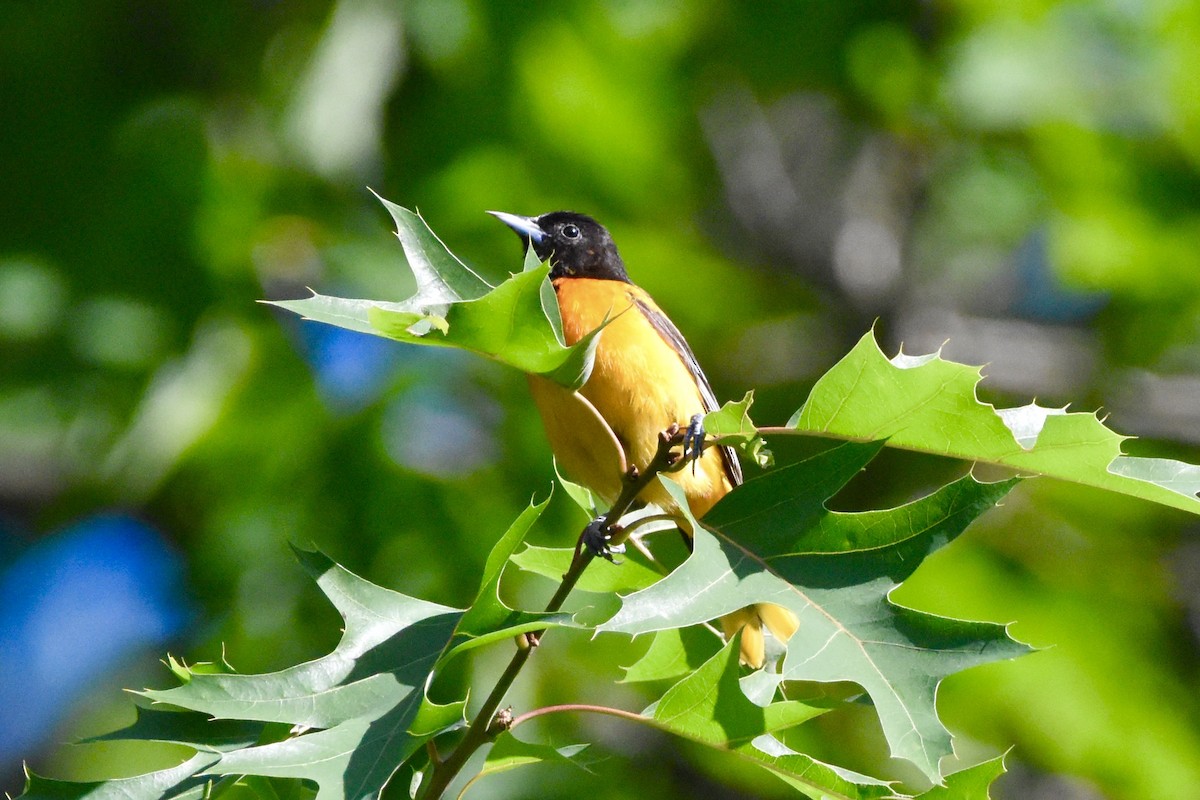 Baltimore Oriole - ML244080921