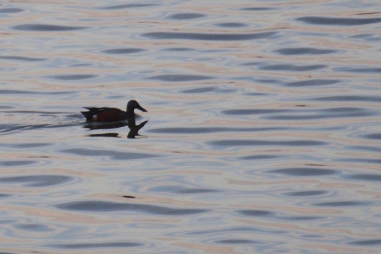 Australasian Shoveler - ML244081071