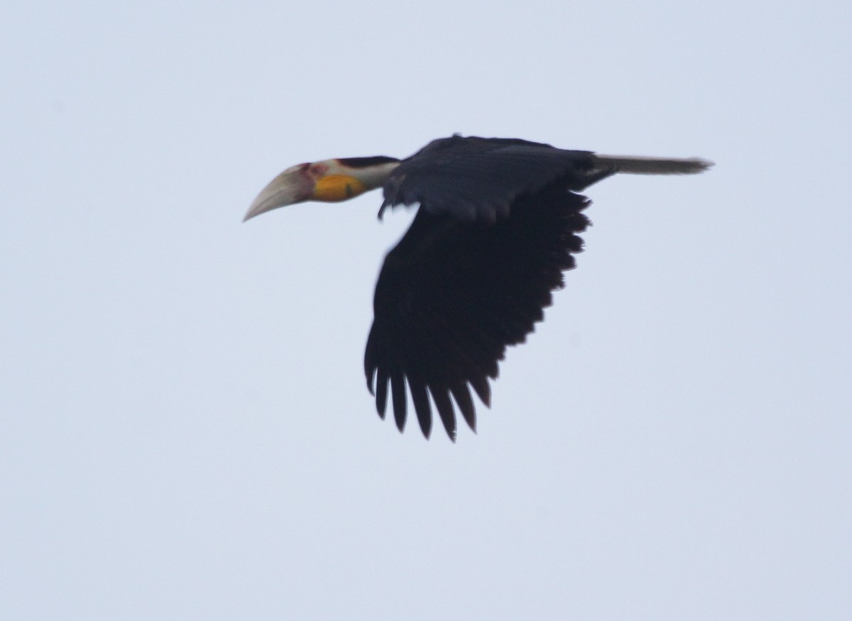 Wreathed Hornbill - Vyom Vyas