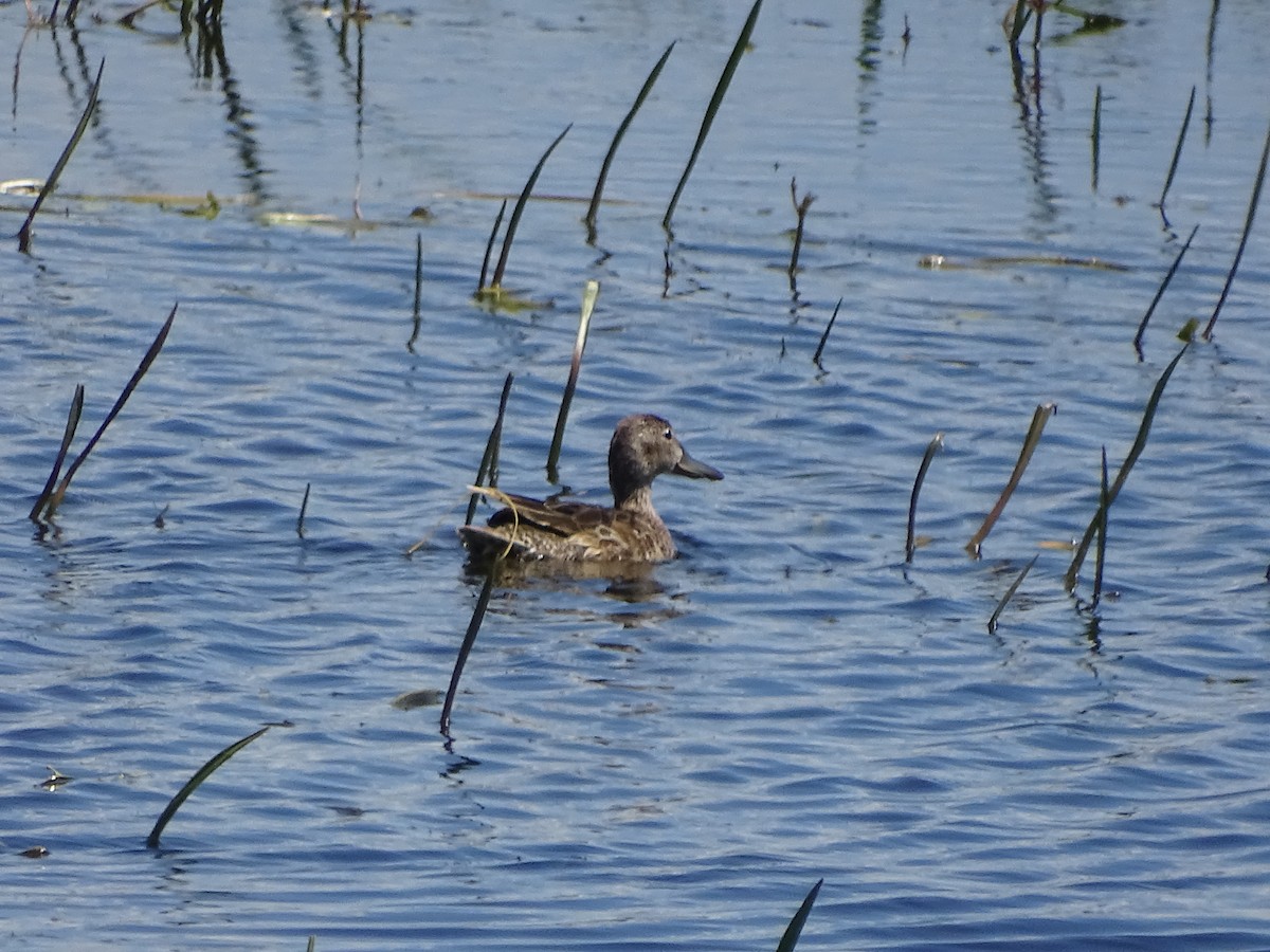 Blue-winged/Cinnamon Teal - ML244082641