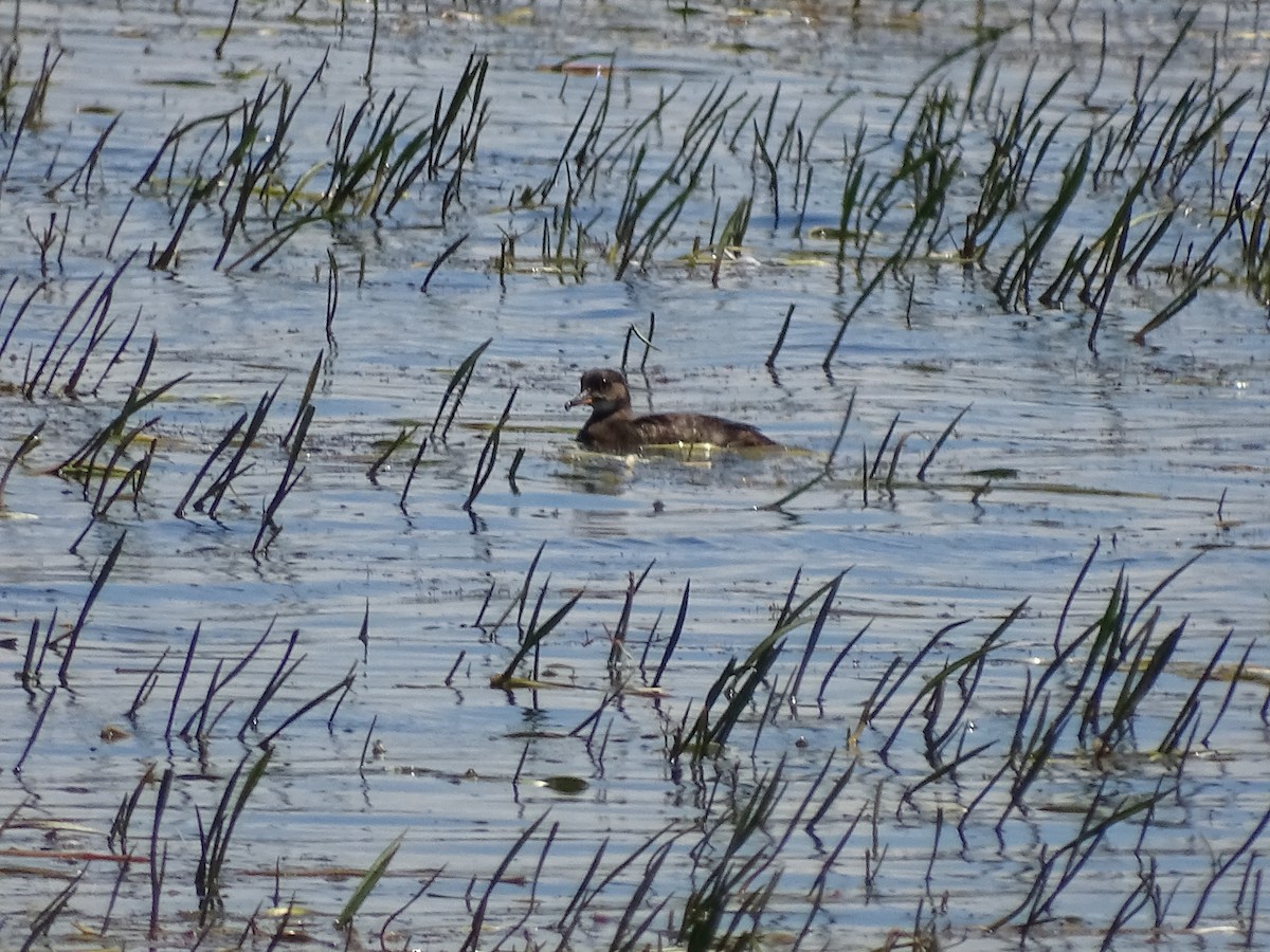 Hooded Merganser - ML244083281