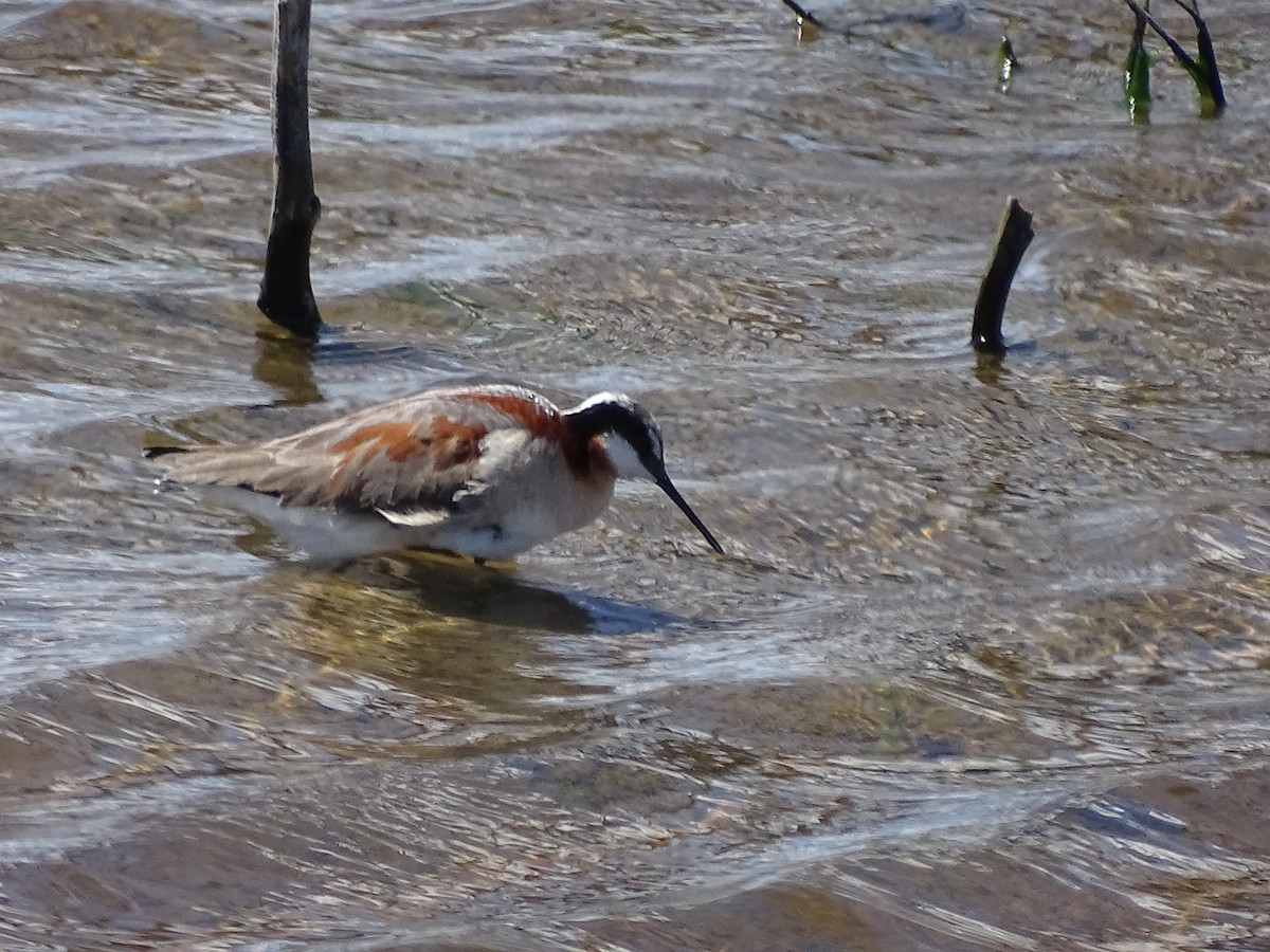 hvithalesvømmesnipe - ML244084531