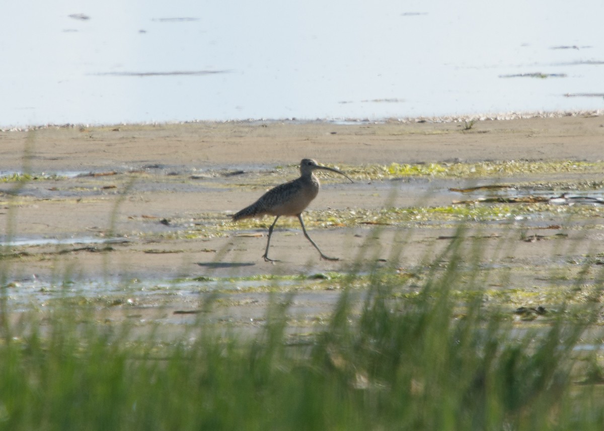 Long-billed Curlew - ML244084791