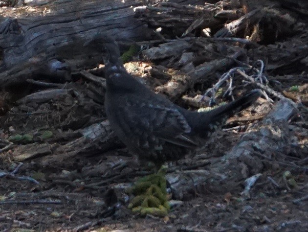 Sooty Grouse - ML244085271