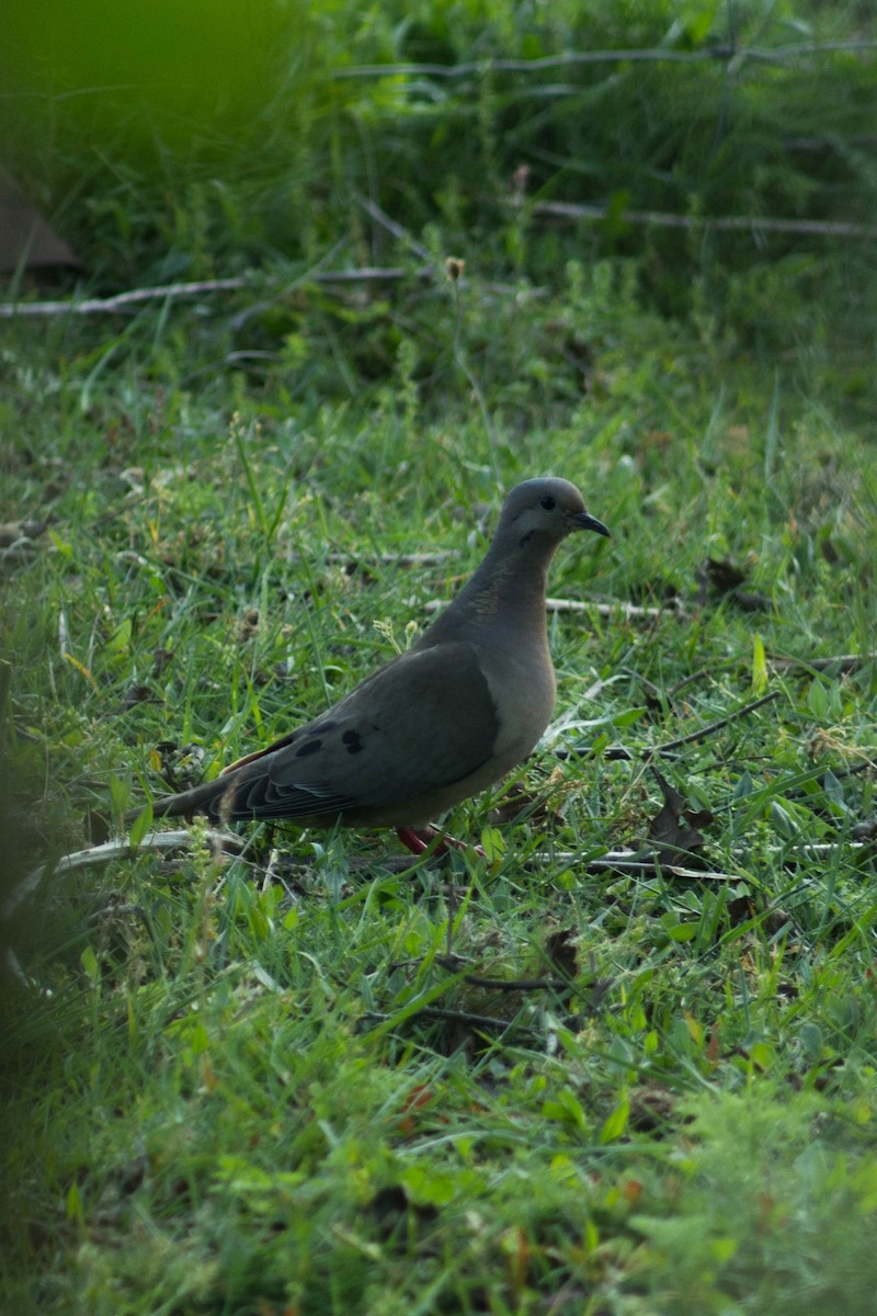 Eared Dove - ML244087101