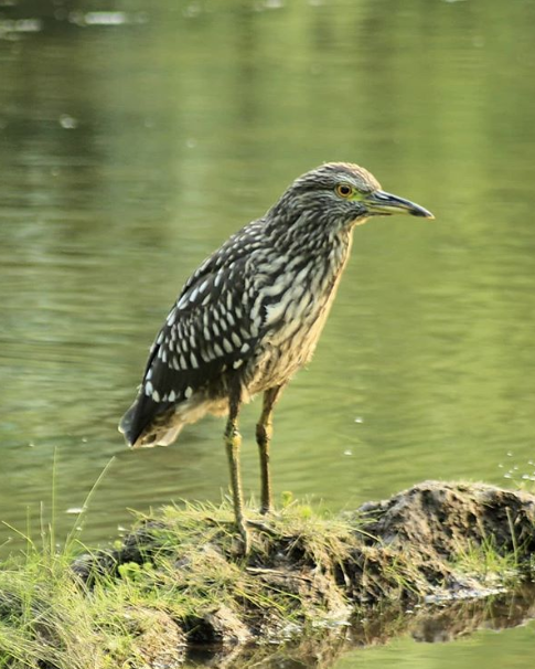 Black-crowned Night Heron - moises huentecura