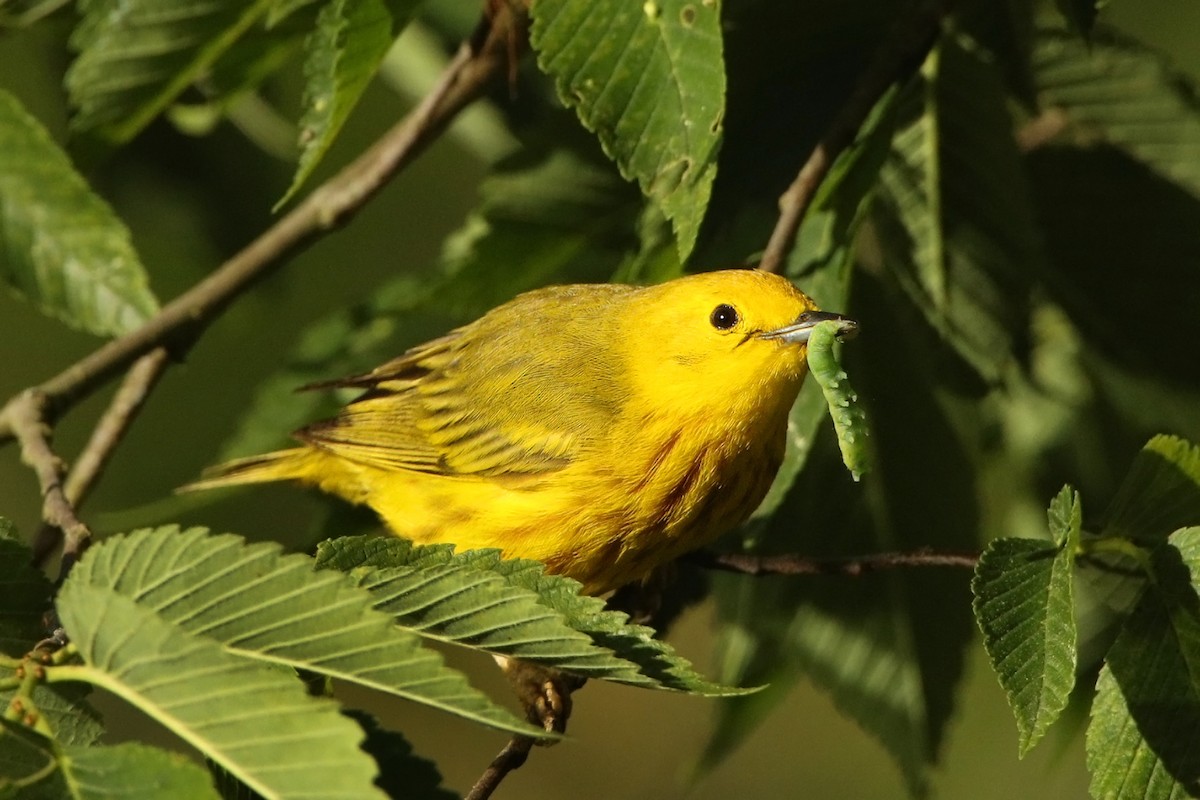Yellow Warbler - Bob MacDonnell