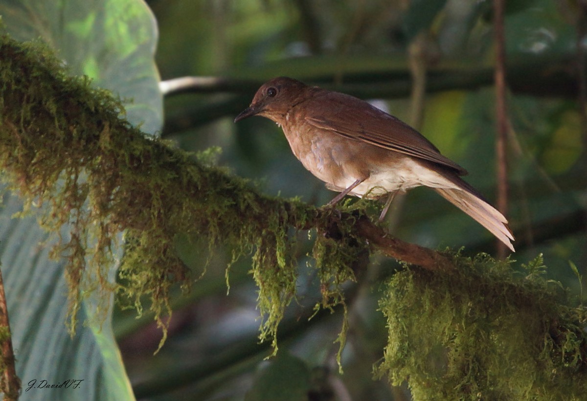 Pale-vented Thrush - david vargas
