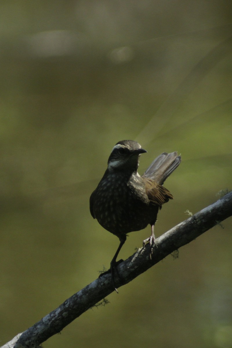 Remolinera Araucana - ML244087741