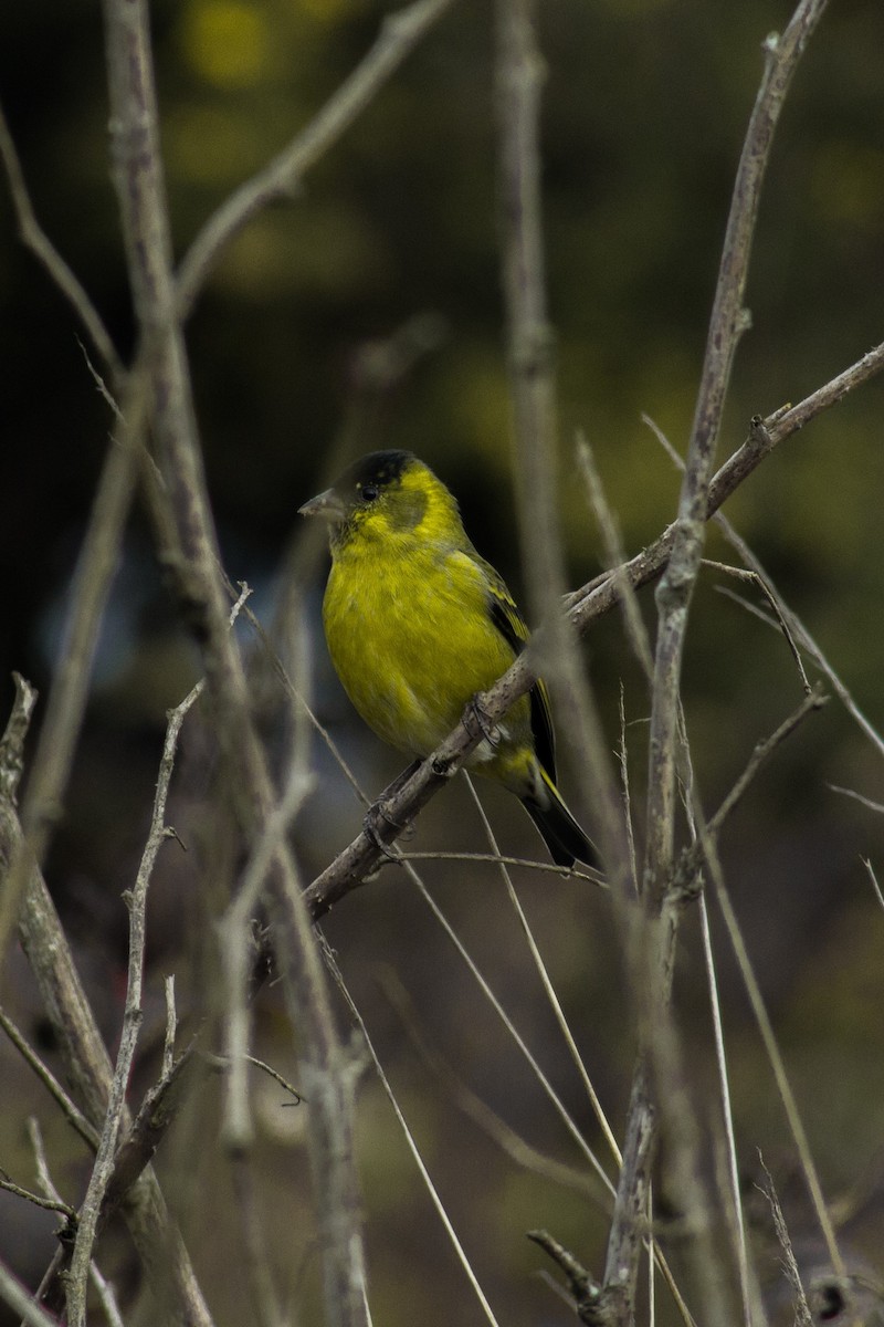 Black-chinned Siskin - ML244088031