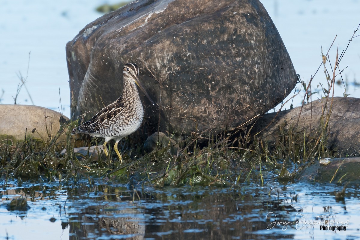 Pantanal Snipe - ML244090211