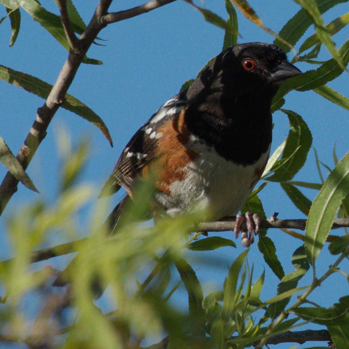 Spotted Towhee - ML244090331