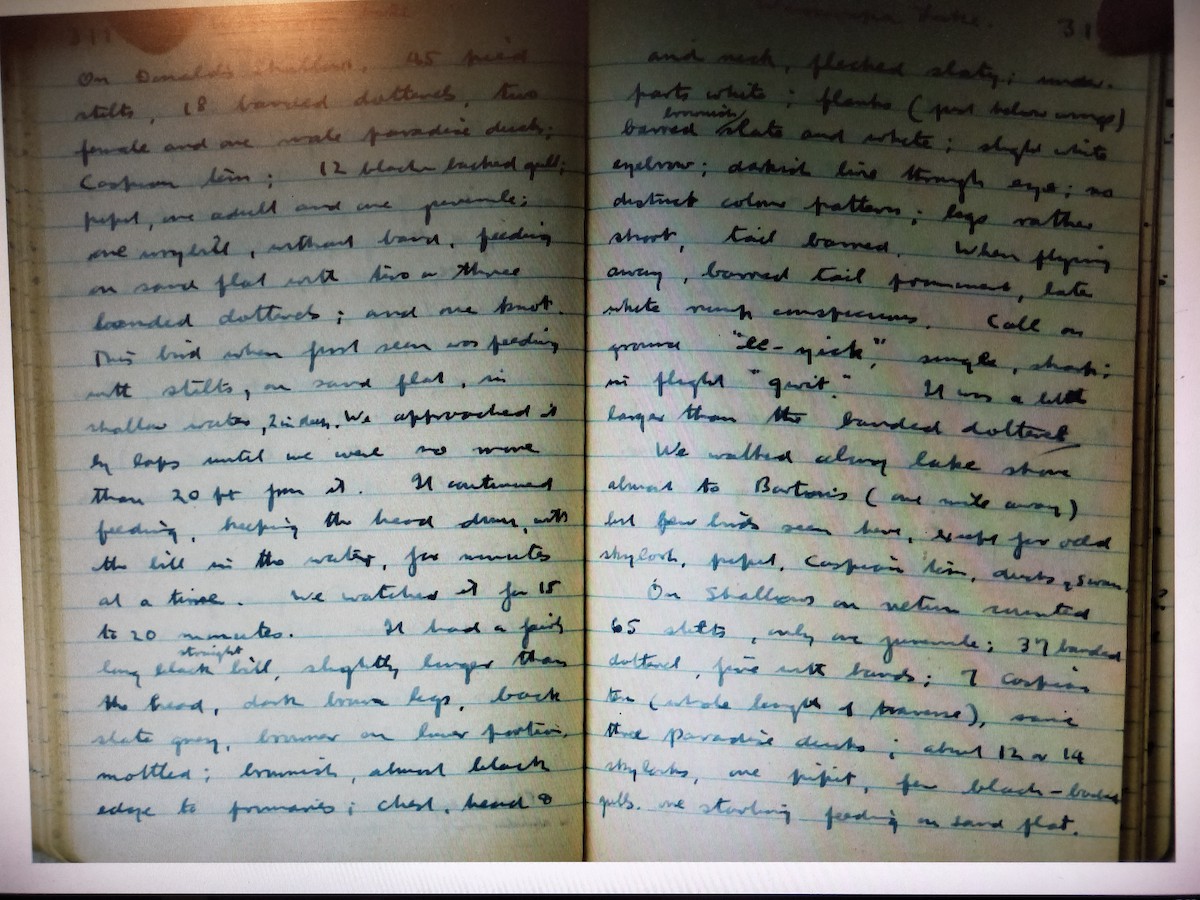 紅腹濱鷸 - ML244090901