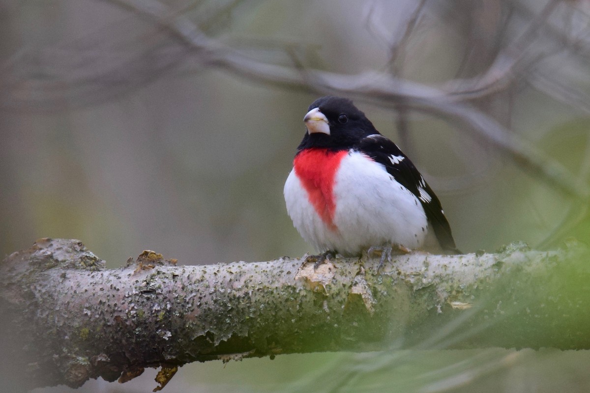 Rose-breasted Grosbeak - ML244093711