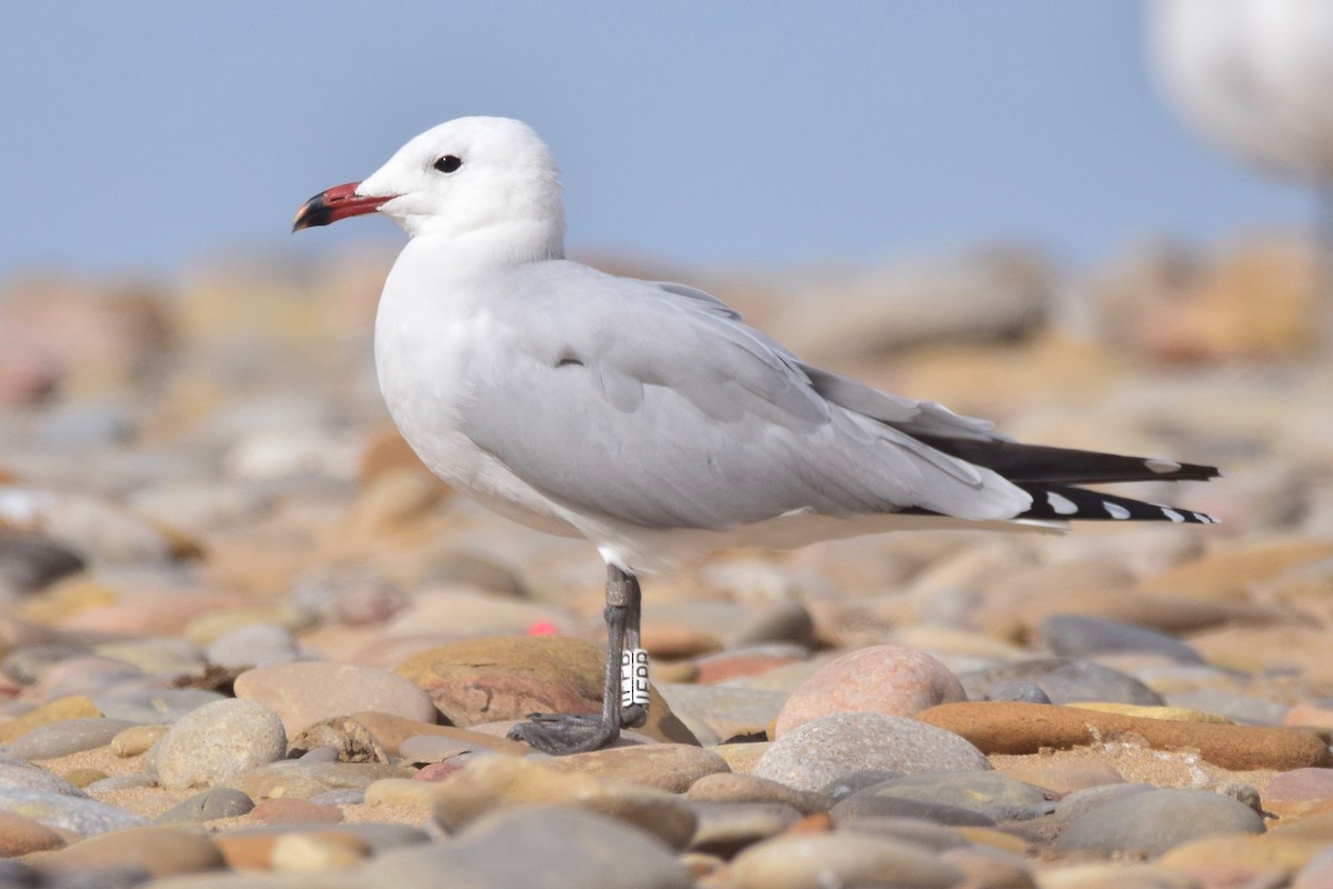 Audouin's Gull - Ben Lucking