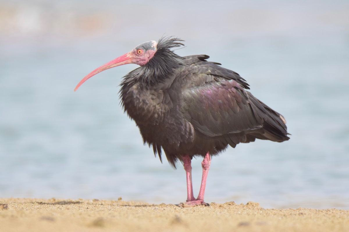 Northern Bald Ibis - Ben  Lucking