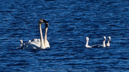 Trumpeter Swan - ML244095721