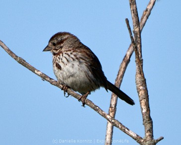 Song Sparrow - ML244095801