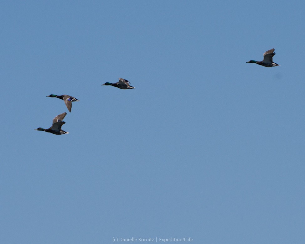 Mallard - ML244095921