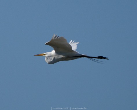 Great Egret - ML244096021