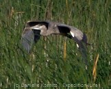 Great Blue Heron - ML244096051