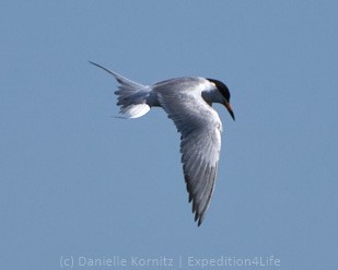 Forster's Tern - ML244096091