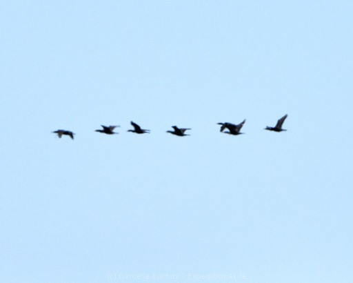Double-crested Cormorant - ML244096151