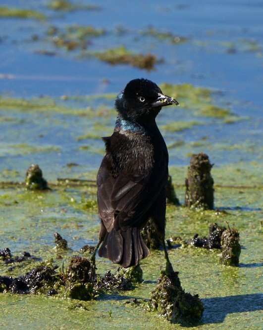 Common Grackle - ML244096211