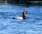 Canvasback - ML244096281