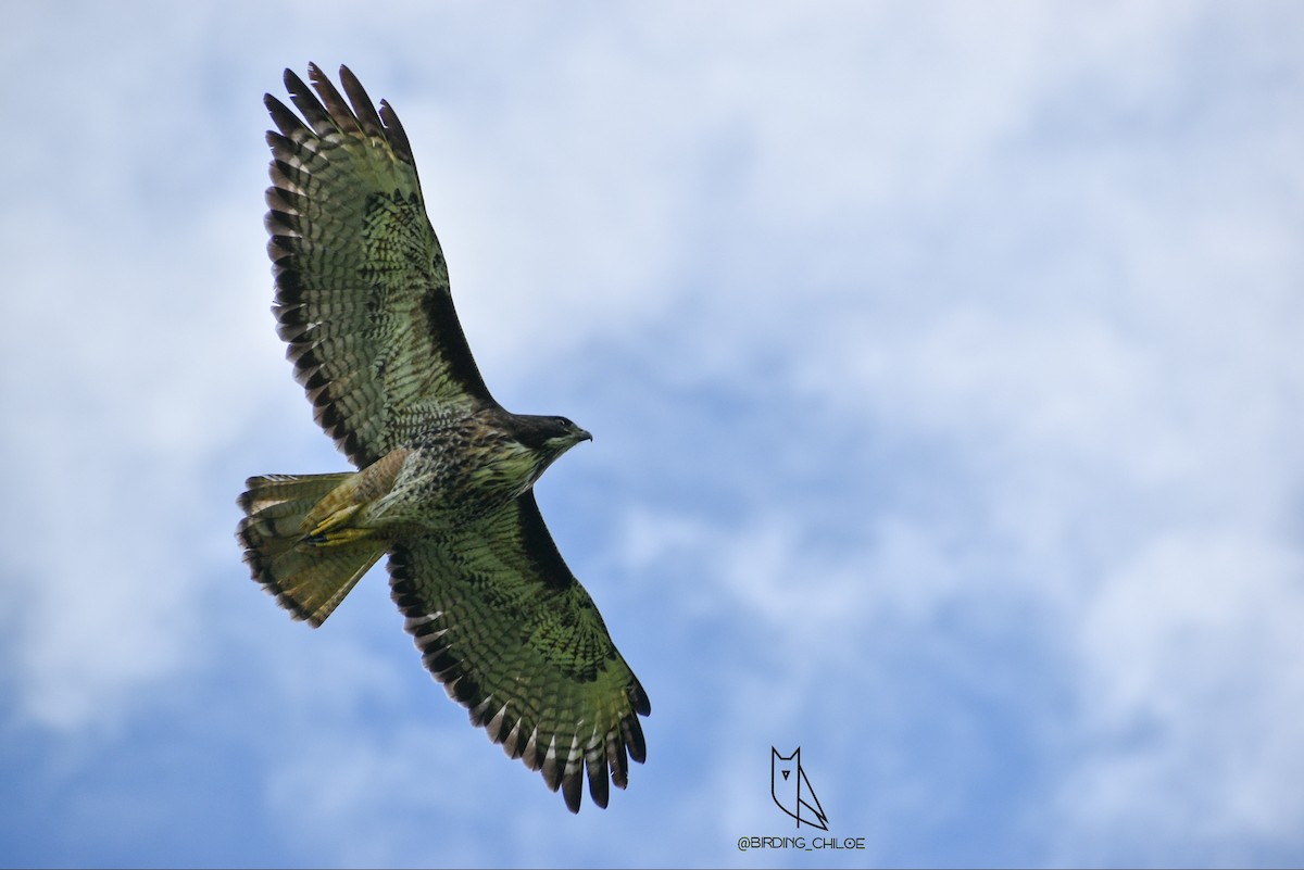 Rufous-tailed Hawk - ML244096331