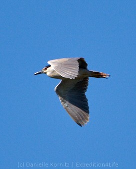 Black-crowned Night Heron - ML244096401