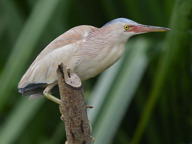 Yellow Bittern - ML244096481