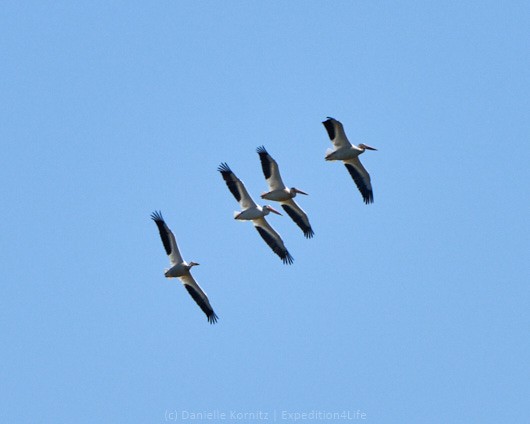 American White Pelican - ML244096551