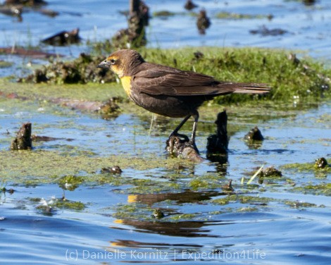 Yellow-headed Blackbird - ML244097181