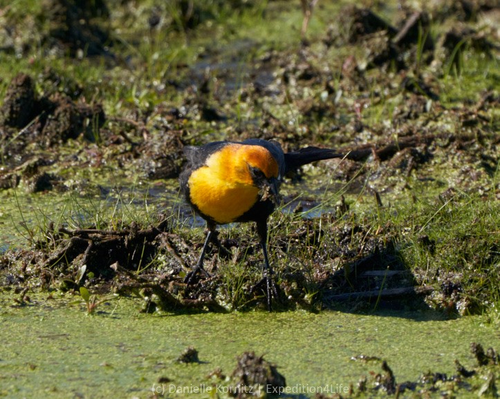 Yellow-headed Blackbird - ML244097191