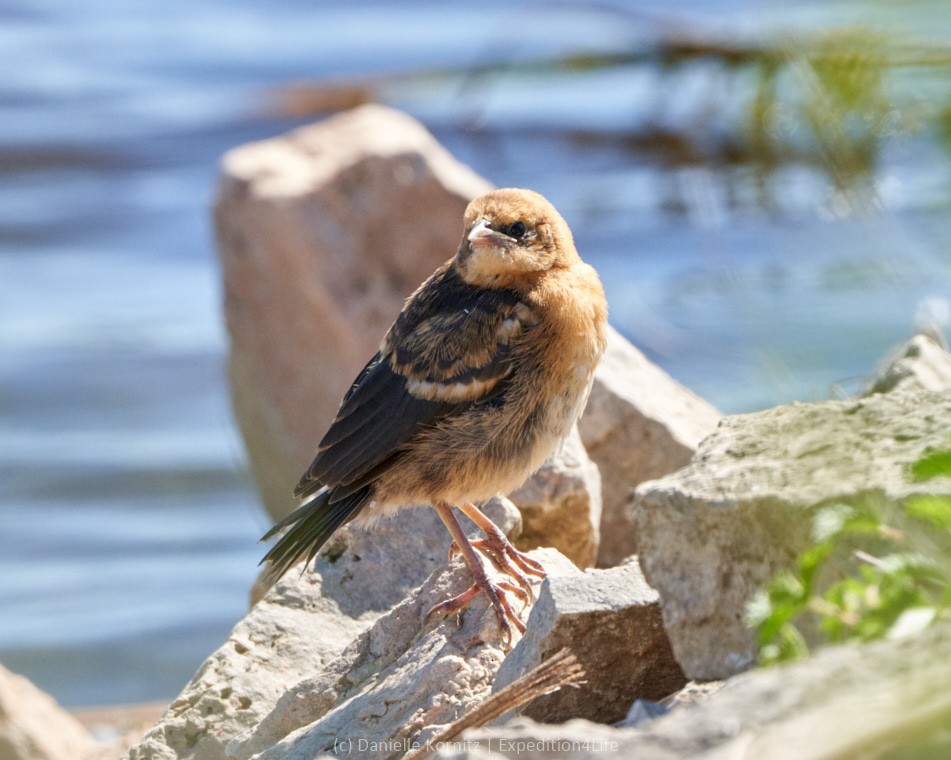 Yellow-headed Blackbird - ML244097201