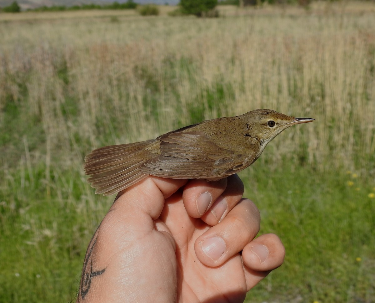 Blyth's Reed Warbler - ML244097291