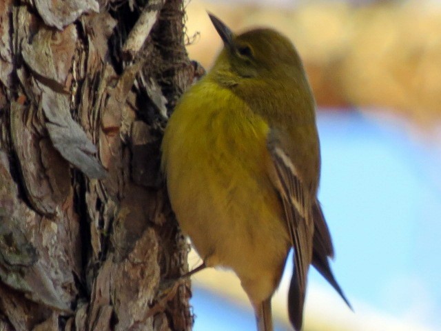 Pine Warbler - ML244098001